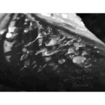 Mercer – BW Drops 001