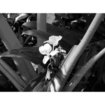 Mercer – BW