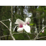 Mercer – Magnolia 002