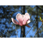 Mercer – Magnolia Soulangiana 001