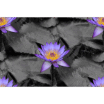 Mercer – Lily (Echo)
