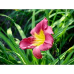 Mercer – Fuchsia