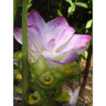 Mercer - Curcuma Elata 001