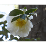 Mercer - Camellia 001