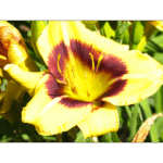 Mercer - Black Pepper Day Lily 001