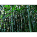 Mercer - Bamboo