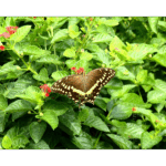 Mercer - Swallowtail Span