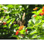 Mercer - Swallowtail Front