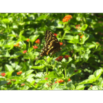 Mercer - Swallowtail Feeding