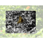 Mercer - Swallowtail Faded