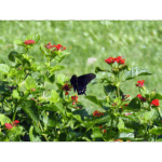 Mercer - Swallowtail 002