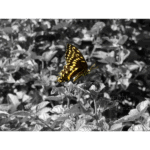 Mercer - Swallowtail 001
