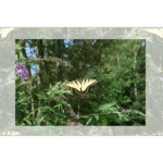 Mercer Butterfly Series 6