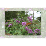 Mercer Butterfly Series 4