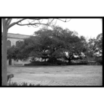 Armstrong Park Tree