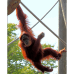 Audubon Zoo 015