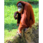 Audubon Zoo 013