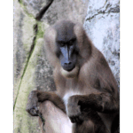 Audubon Zoo 012