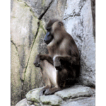 Audubon Zoo 010