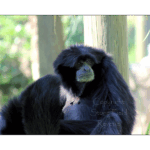 Audubon Zoo 007
