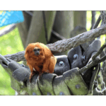 Audubon Zoo 004