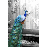 Audubon Zoo 003