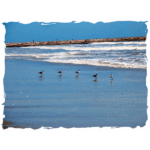 Galveston Beach - Gathering