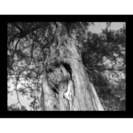 Humble Cemetery - Gnarled