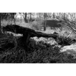 Jericho Covered Bridge 007