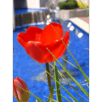 BiH Tulip