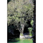 Japanese Tea Garden 020