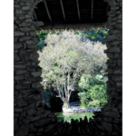 Japanese Tea Garden 022