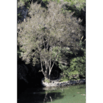 Japanese Tea Garden 023