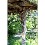 Japanese Tea Garden 025