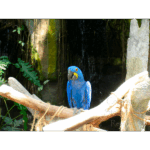 Moody Gardens - At Home