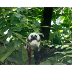 Moody Gardens - Monkey