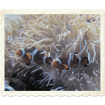 Moody Gardens Aquarium 001