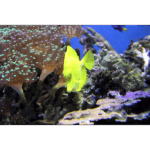 Moody Gardens Aquarium 002