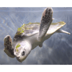 Moody Gardens Aquarium 003