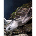 Moody Gardens Aquarium 004