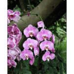 Moody Gardens Rain Forest 003