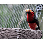 Moody Gardens - Bearded Barbet 001