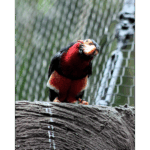 Moody Gardens - Bearded Barbet 002