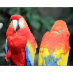 Moody Gardens - Macaw