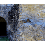 Mission Concepción 003