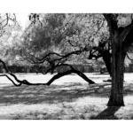 Mission San Jose 032