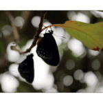Butterfly Exhibit 002