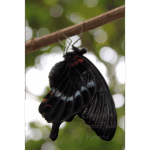 Butterfly Exhibit 003