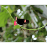 Butterfly Exhibit 004