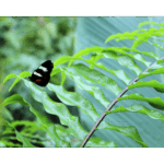 Butterfly Exhibit 005
